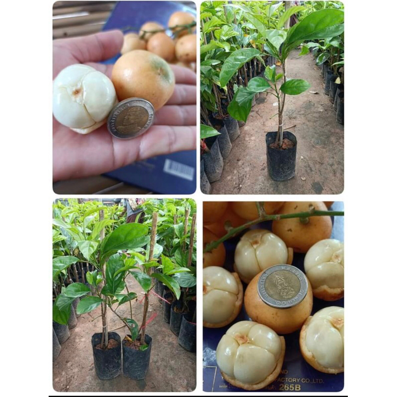 ต้นมะไฟเหรียญทอง ปลูกง่ายติดผลดก ออกลูกเป็นพวงและมีผลขนาดใหญ่