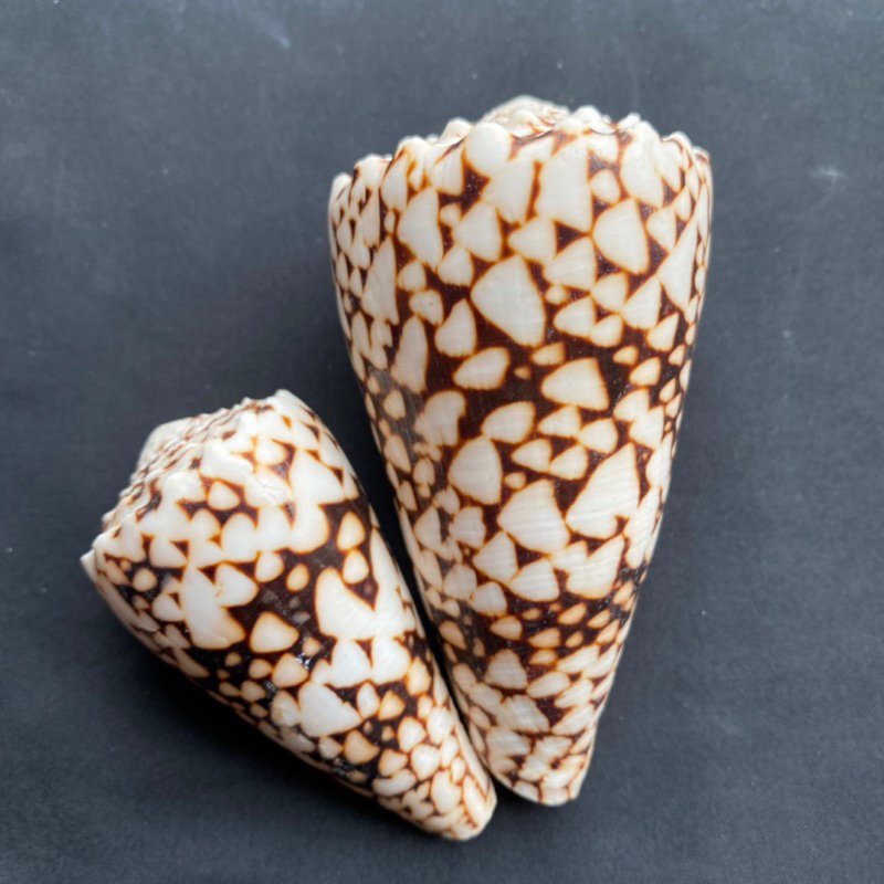 เปลือกหอยนางรมธรรมชาติขนาดใหญ่ เนื้อหนังงู คอลเลกชันตกแต่ง VIETNAM SNAKE big conus shell6-11cm