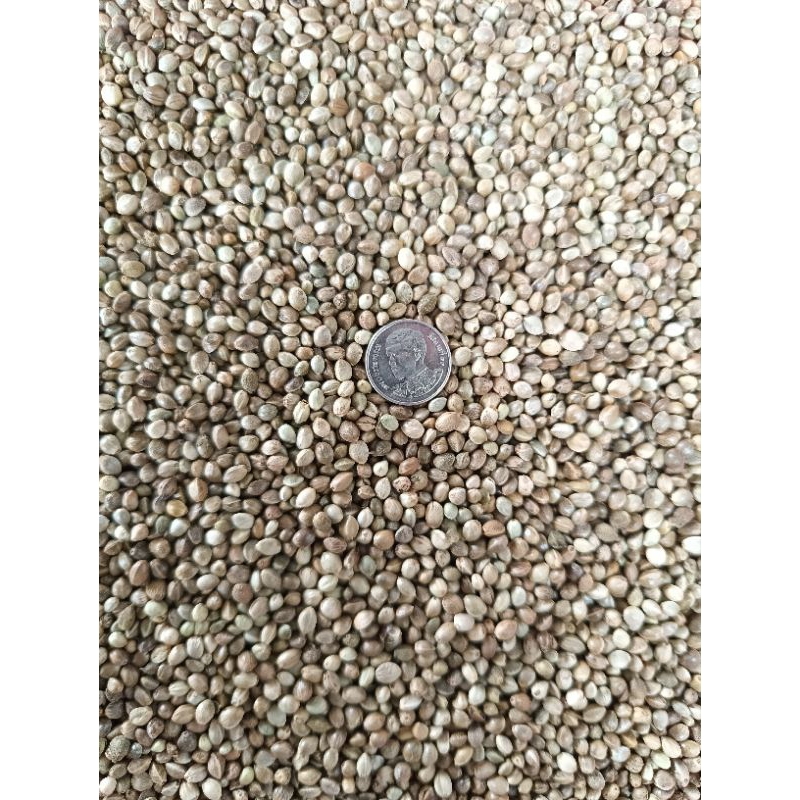 เมล็ดฮวยมั้ว (Hemp seed) เกรดA เนื้อแน่น สำหรับฝึกนก ร่อนฝุ่นแล้ว (แบ่งขาย 200-1 kg.)