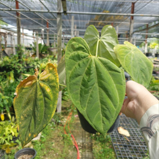 Anthurium Hoffmannii x Papillilaminum