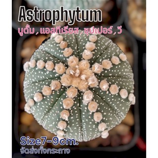 แอสโตร(Astrophytum)🌵จัดส่งต้นตามรูป