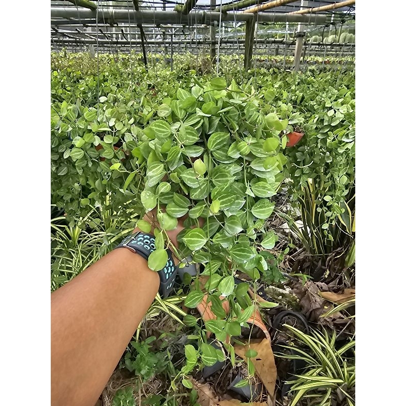 ต้นเดฟแตงโม ใส่กระถางสีพร้อมลวดแขวน