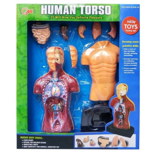 หุ่นHuman Torso   เรียนรู้ร่างกาย  หุ่นใหญ่สูง 24 ซม