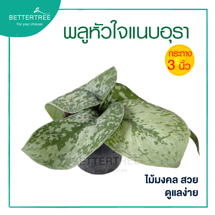 พลูหัวใจแนบ กระถาง 3 นิ้ว หรือแนบอุรา   ต้นไม้ฟอกอากาศ ราคา ถูกที่สุด ดีลบีเคเค แกลเลอรีภาพที่ 2