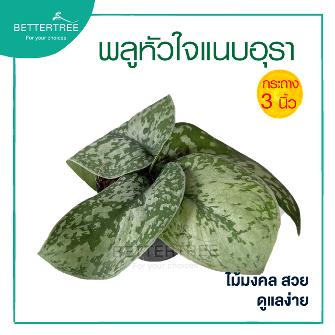พลูหัวใจแนบ กระถาง 3 นิ้ว หรือแนบอุรา   ต้นไม้ฟอกอากาศ ราคา ถูกที่สุด ดีลบีเคเค แกลเลอรีภาพที่ 3