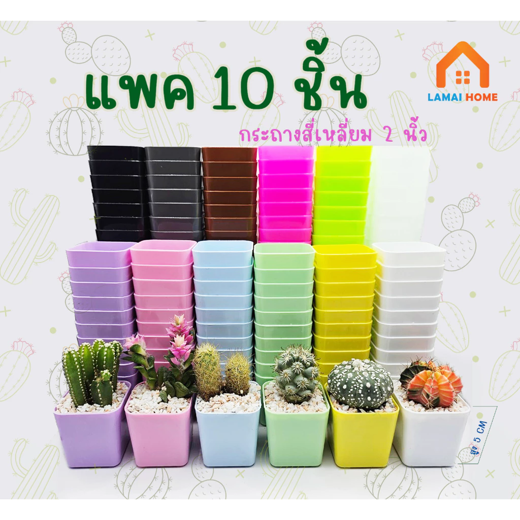 แพค 10 ชิ้น กระถางต้นไม้ กระถางแคคตัส ขนาด 2 นิ้ว
