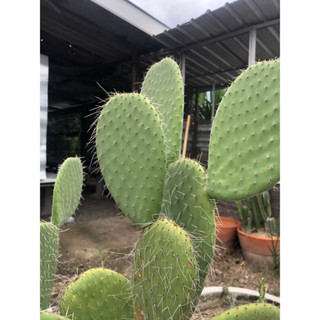 Opuntia pilifera (hairy old man)