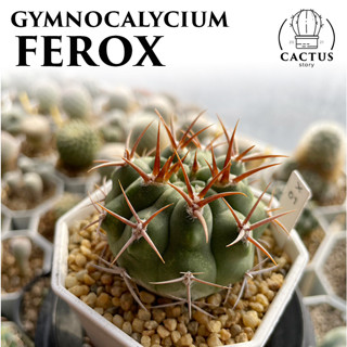 👹Gymnocalycium Ferox👹ไม้เมล็ด