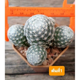 🌵แมมลูกกอล์ฟ ฟอร์มกอ หน่อเยอะๆค่ะ🌵( 17.09.2566) Mammillaria humboldtii  cactus