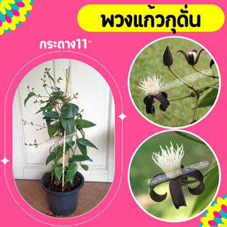 ต้นพวงแก้วกุดั่น #ไม้เลื้อย #ไม้โบราณหายาก 11"