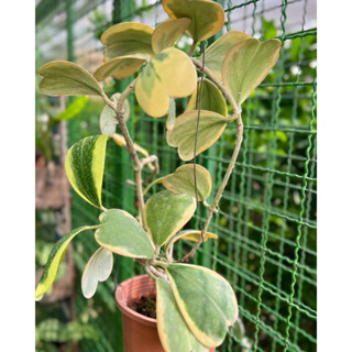 Hoya Kerrii Variegated โฮย่า (ด่าง) ใบรูปหัวใจ ไม้เลื้อย ต้นไม้แห่งสัญญลักษณ์แห่งความรัก วันวาเลนไทน์💗