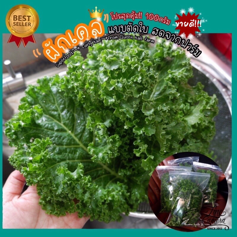 🔥100กรัม สุดคุ้ม ผักเคลใบหยิกเขียว -curly kale  แบบตัดใบสด ปลูกดิน ไม่ใช้สารเคมี