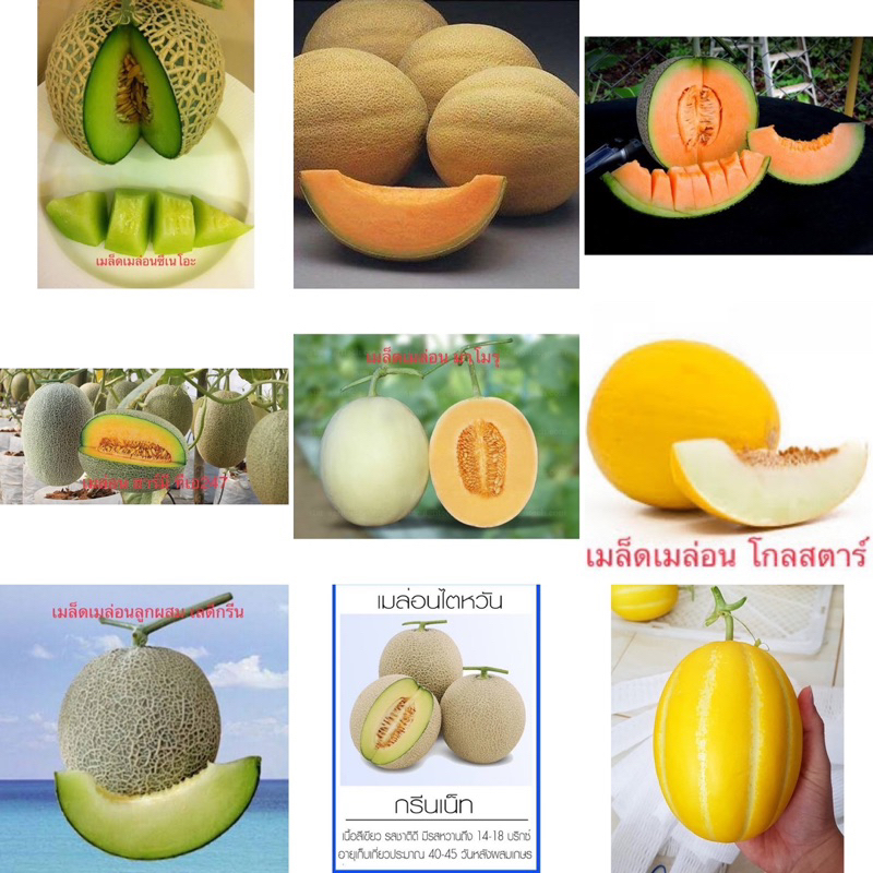 เมล็ดพันธุ์ เมล่อน เมล่อนเกาหลี ( Melon Seed ) ซึเนโอะ / มาชิตะ