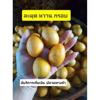 🍋ละมุดกรอบ หวาน สุโขทัย (ขายเป็นกิโล)🍋