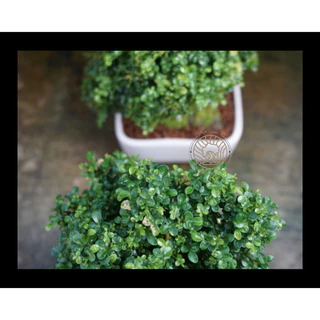 แก้วแคระ ใบละเอียด Dwarf Kamini (Dwarf Murraya Paniculata) ดอกสีขาว บอนไซจิ๋ว mini bonsai