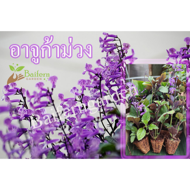 ต้นกล้าดอกอาจูก้าม่วง  ดอกไม้กินได้ รากแน่นพร้อมปลูก ต้นแข็งแรง