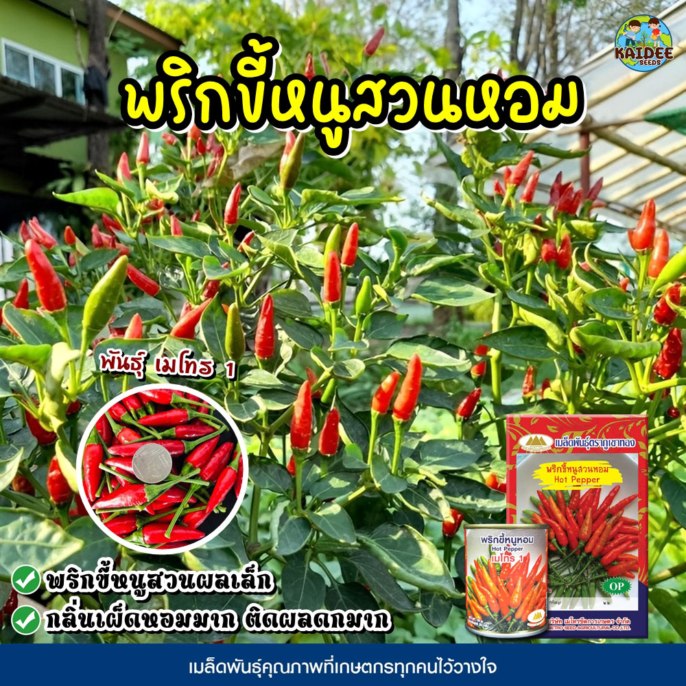 เมล็ดพริกขี้หนูสวนหอม พันธุ์เมโทร1 ขนาด20กรัม Hot Pepper ตราภูเขาทอง เมล็ดพันธุ์พริกขี้หนูสวน เมล็ดพริกขี้หนูหอม