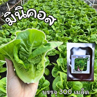 เมล็ดพันธุ์มินิคอส พันธุ์โครเวทรี อัตรางอกสูง เมล็ดพันธุ์คุณภาพ บรรจุ 300 เมล็ด
