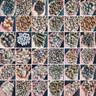 วัสดุตกแต่ง DIY เปลือกหอยสังข์ธรรมชาติ 50g หอยสังข์ขนาดเล็กต่างๆ วัสดุงานฝีมือจากเปลือกหอย