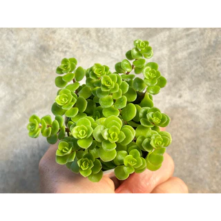กุหลาบไพลิน (Sedum Makinoir) กุหลาบหิน ไม้อวบน้ำ ขนาด กระถาง 2 นิ้ว