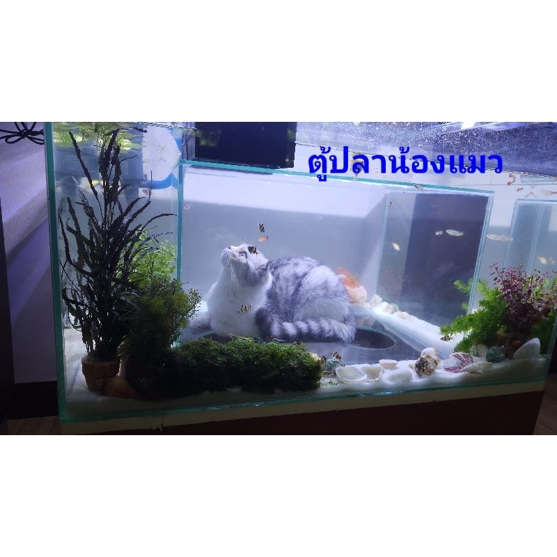 ตู้ปลาน้องแมว Aquarium's  Cat   30 นิ้ว รุ่นใหญ่โอราฬ หนา 6 มิล ตู้ปลาแมวลอด ตู้ปลาแมวรอด