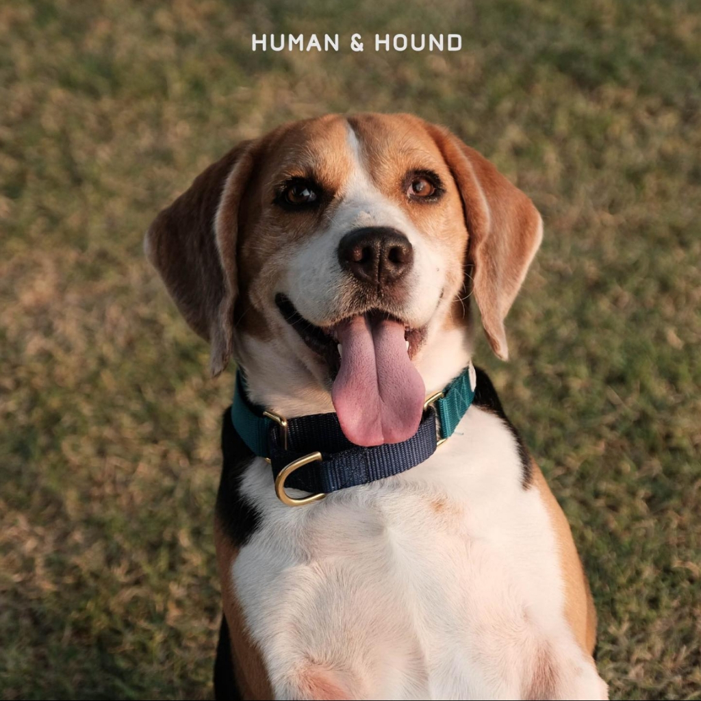 ปลอกคอสุนัข Human and  Hound - Martingale Rose/Teal ปลอกคอฝึกสุนัข