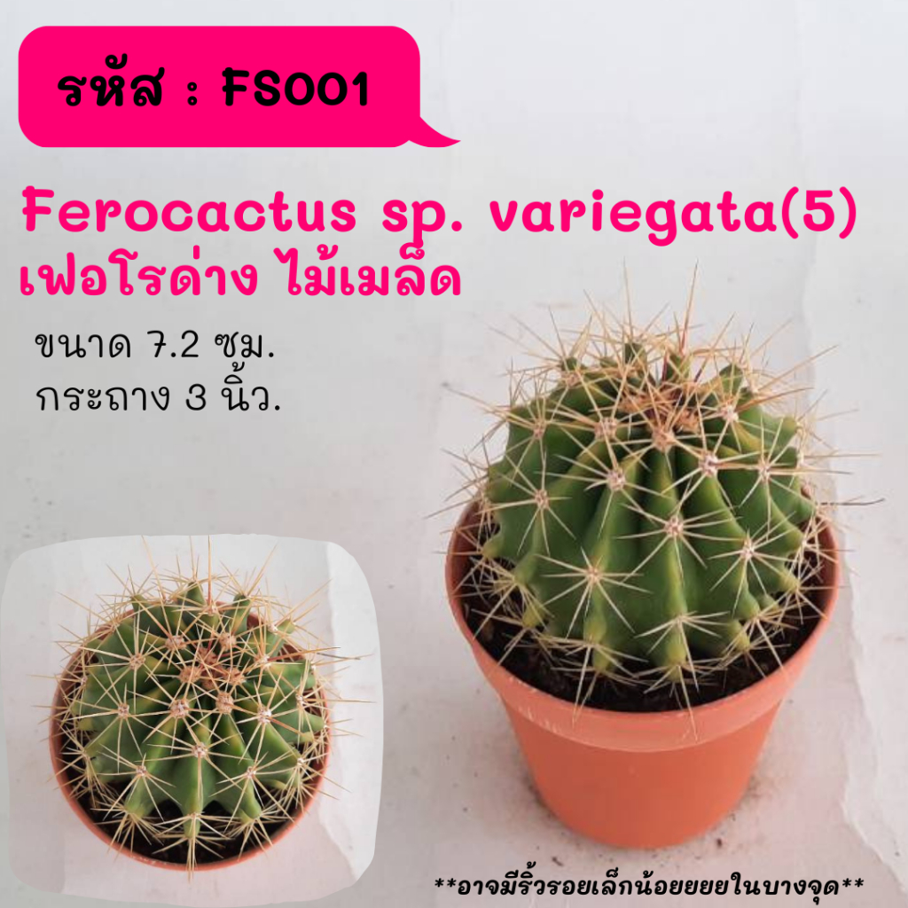 FS001 Ferocactus sp. variegata(5) เฟอโรด่าง ไม้เมล็ด cactus กระบองเพชร แคคตัส กุหลาบหิน พืชอวบน้ำ