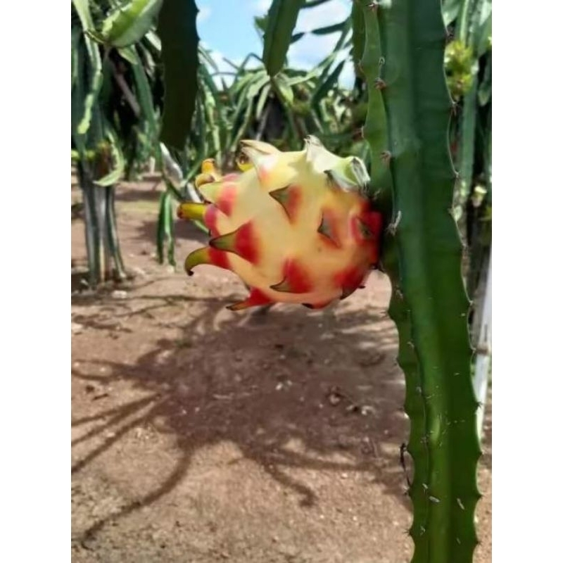 กิ่งพันธุ์แก้วมังกรเรนโบว์