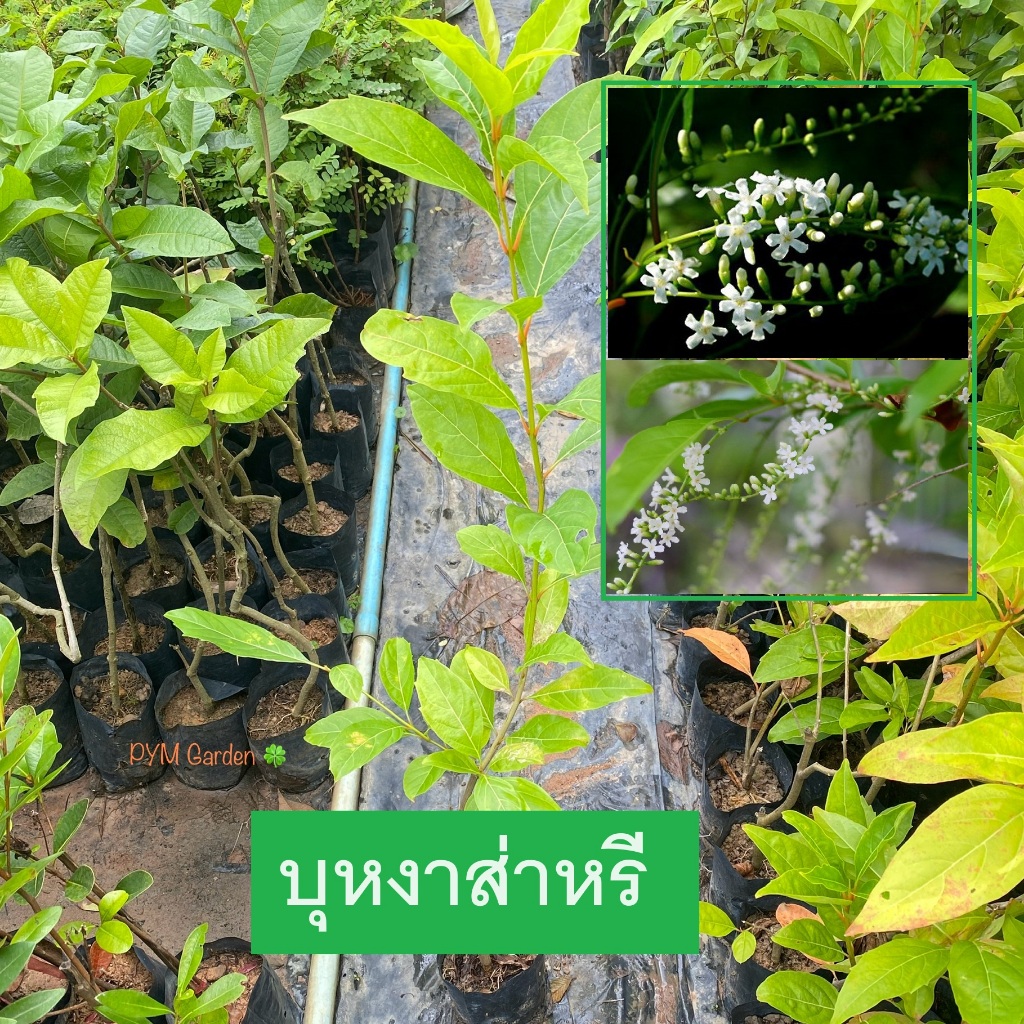 ต้นบุหงาส่าหรี บุหงาบาหลี (กิ่่งชำ) ไม้ดอก ดอกมีกลิ่นหอม (รับประกัน ส่งใหม่ฟรี หากสินค้าเเสียหาย!!)