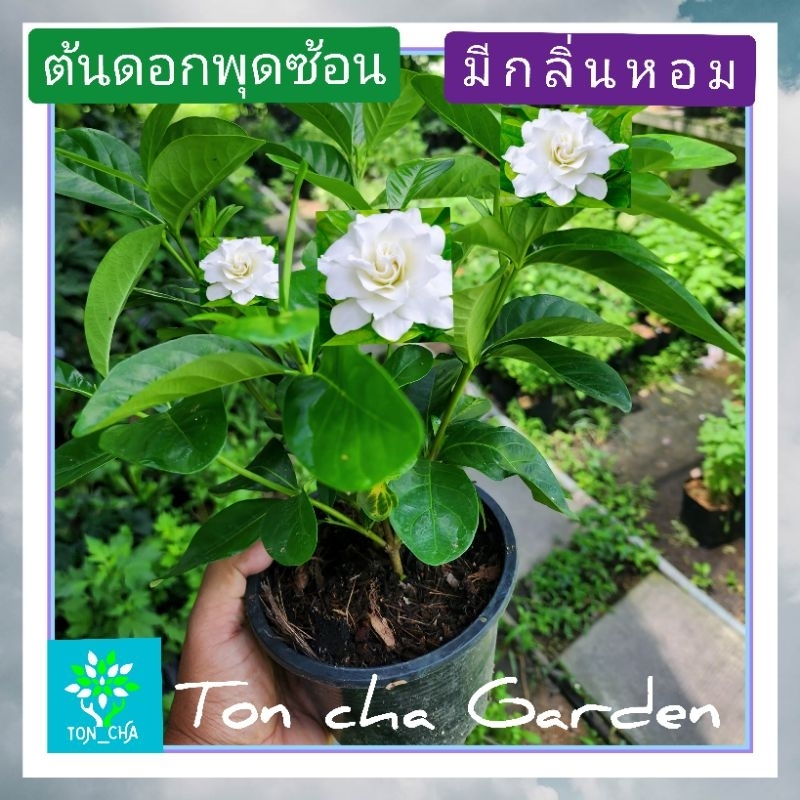 ต้นดอกพุดซ้อน(Cape jasmine)อินถะหวา มีกลิ่นหอมแรง