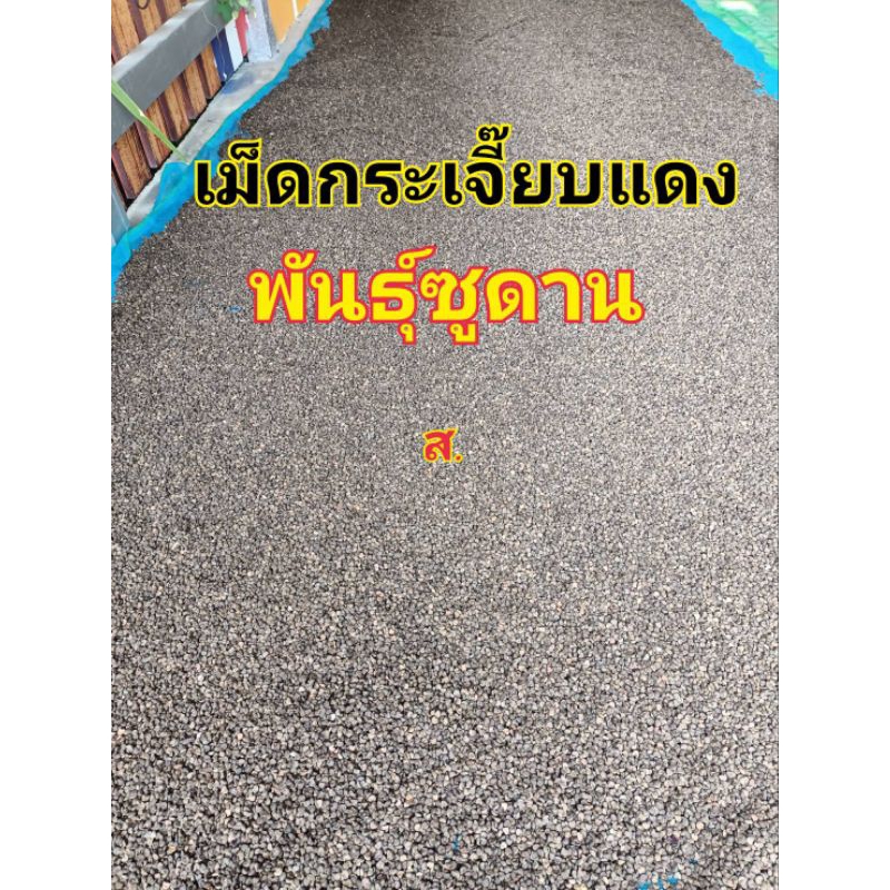 เมล็ดกระเจี๊ยบแดงพันธุ์ซูดานร่อนฝุ่นคัดก้อนดินก้อนหินและเม็ดฝ่อแล้ว