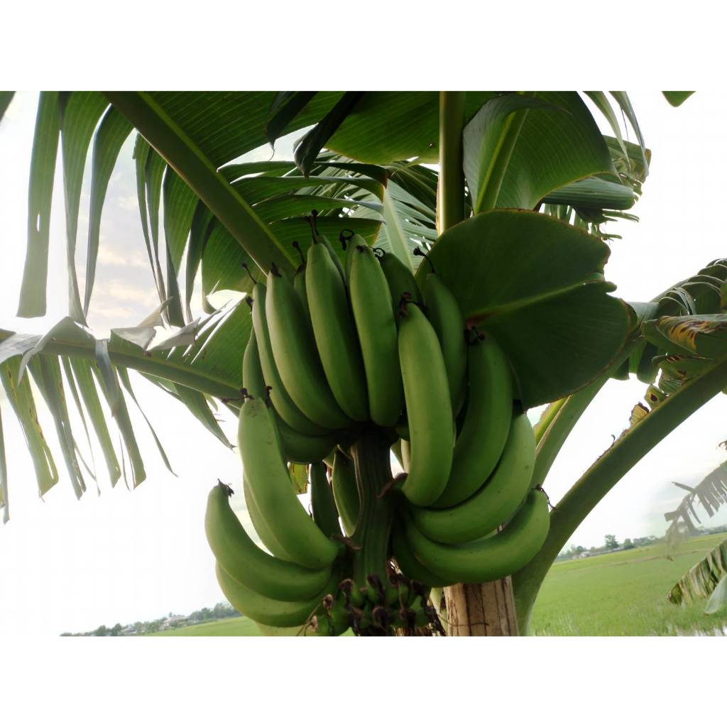 หน่อกล้วยหอมทอง จากสวนที่บ้าน พันธุ์แท้จากธรรมชาติ 29 บาทต่อ 1 หน่อ ตัดใบส่ง - รูปที่ 3