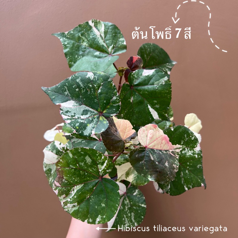 ต้นโพธิ์ 7 สี ไม้มงคล