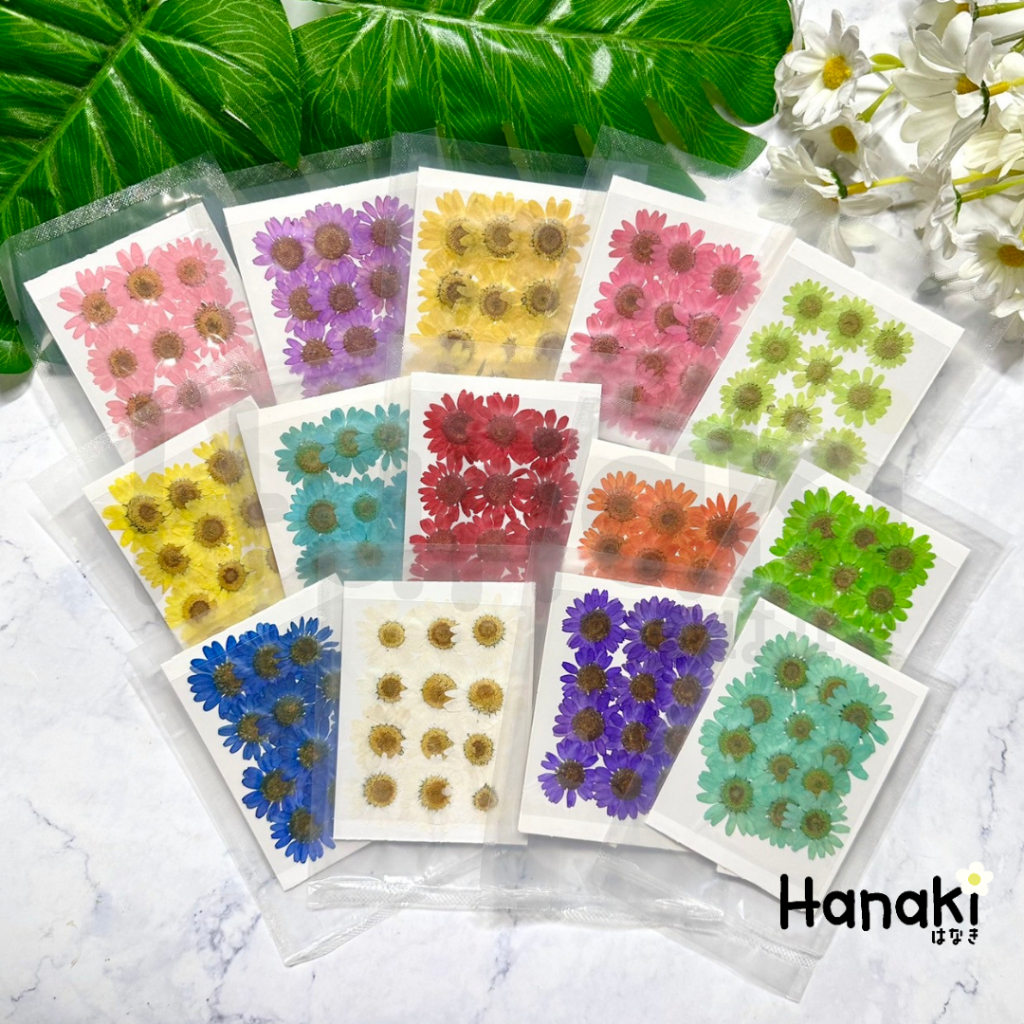 【พร้อมส่ง】Daisy ขนาด2-3CM ดอกเดซี่ทับแห้ง ดอกไม้ทับแห้ง Pressed Flowers ราคา ถูกที่สุด ดีลบีเคเค แกลเลอรีภาพที่ 3