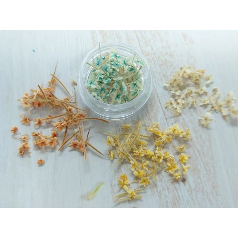 ดอกไม้แห้งขนาดเล็ก lace flowerอบ แห้งสำหรับงานฝีมือ, ติดเล็บ