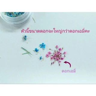 ดอกไม้แห้งขนาดเล็ก lace flowerอบ แห้งสำหรับงานฝีมือ, ติดเล็บ