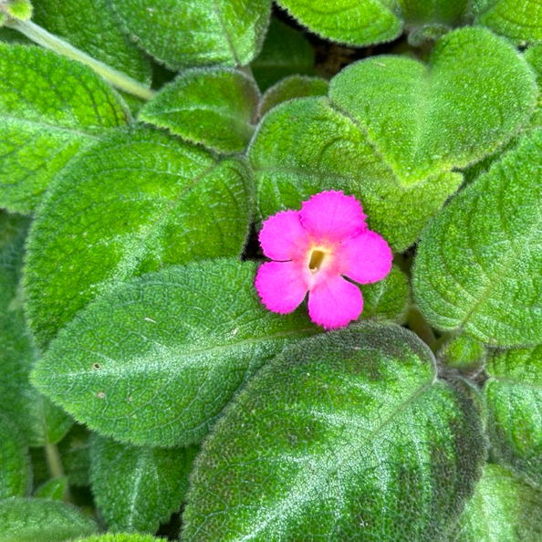พรมญี่ปุ่น พรมกำมะหยี่ ลิลเลม่อน episcia lillemon ดอกสีชมพูหวานๆ ต้นไม้ประดับ ต้นไม้ตกแต่งห้อง ตกแต่งบ้าน ตกแต่งสวน
