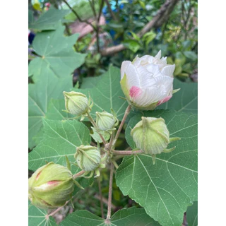 ต้นพุดตาน ดอกใหญ่ เปลี่ยนสีได้3สี