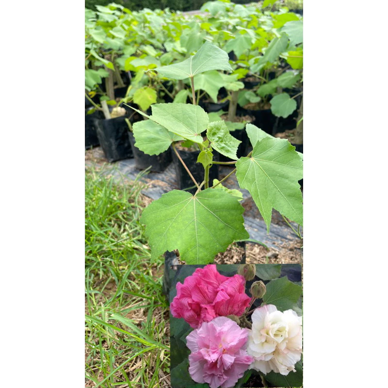 ต้นพุดตาน ดอกใหญ่ เปลี่ยนสีได้3สี