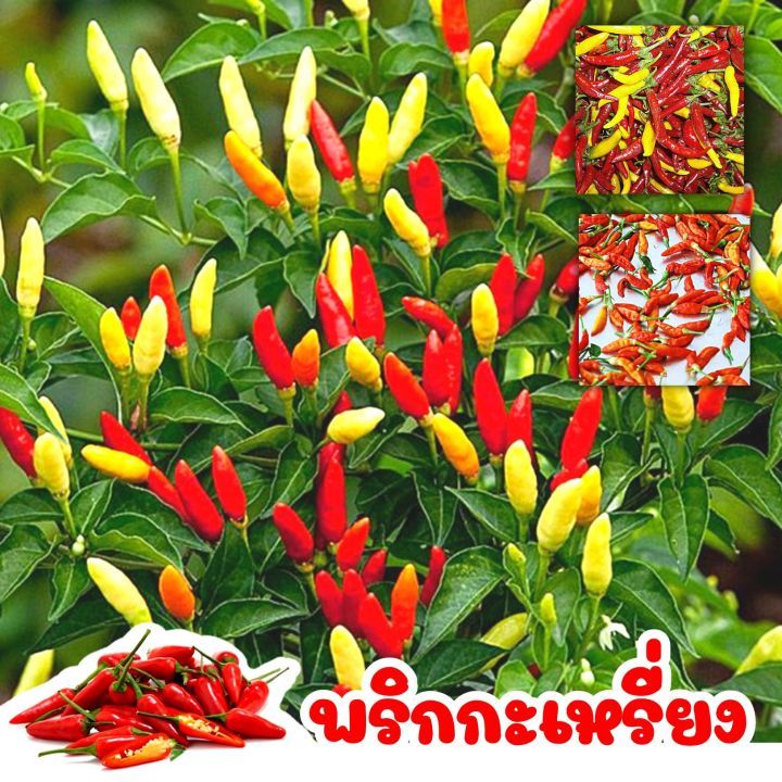ขาย ต้นพริกกะเหรี่ยง 2ถุงดำ ต้นแข็งแรงพร้อมปลูกรับประกัน