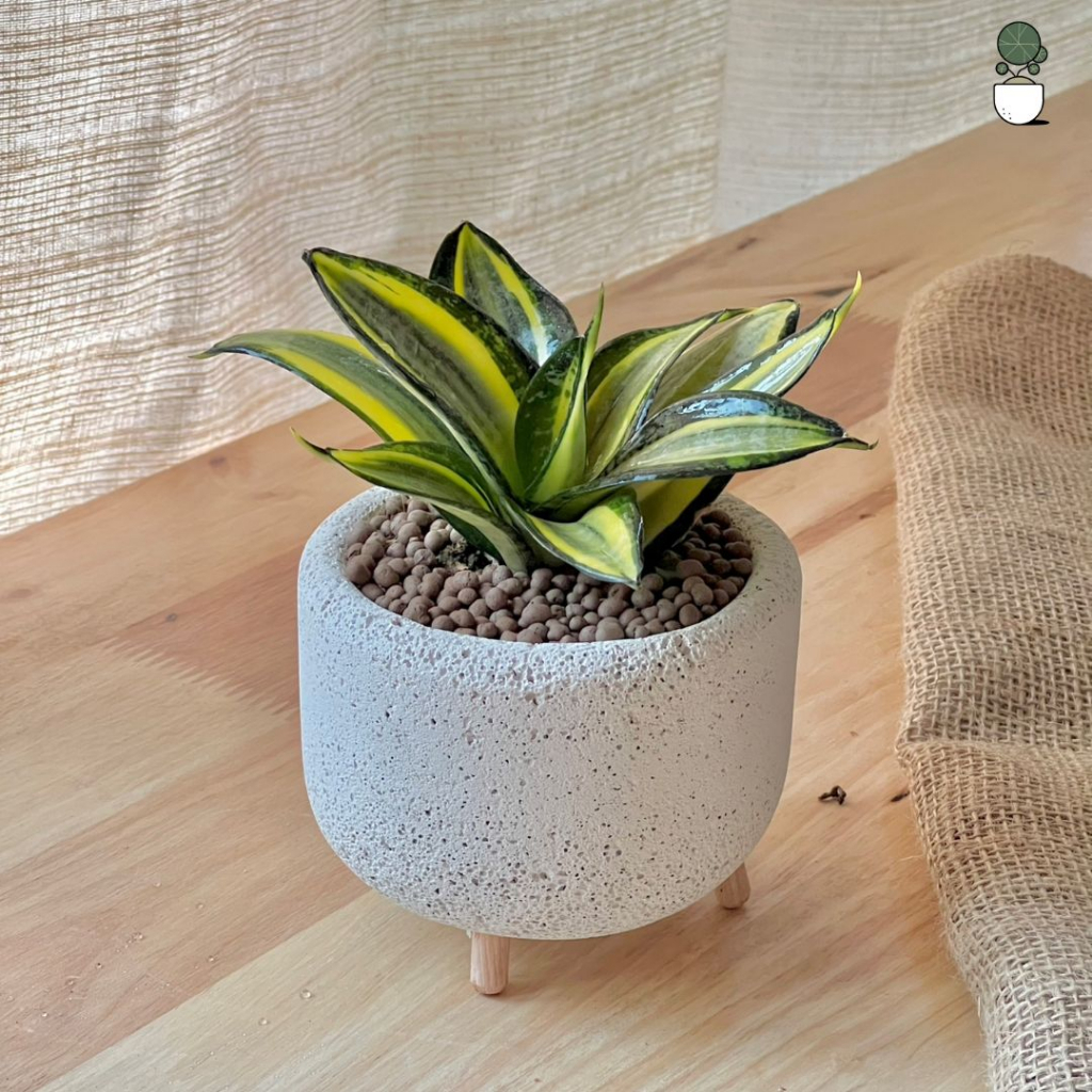 ต้นไม้ปลูกในบ้าน ไม้ฟอกอากาศไม้มงคลไม่ต้องการแดดจัด ต้นไม้จริง ตกแต่งบ้าน ต้นไม้ภายในอาคาร