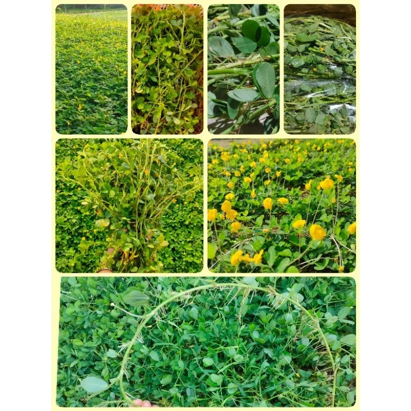 ถั่วบราซิล กิ่งละ 1 บาท ขั้นต่ำ 50 กิ่ง ได้ 60 กิ่ง ส่งวันถัดไปหลังจากชำระเงิน ตัดแบ่งได้2-3ท่อน thumbnail 3