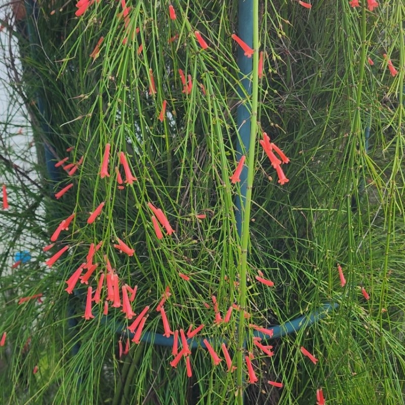 🐰พร้อมส่ง🐰ต้นประทัดจีน ประทัดแตก/ประทัดฝรั่ง/ประทัดเล็ก/Coral plant/Coralblow/Firecracker plant/Foun