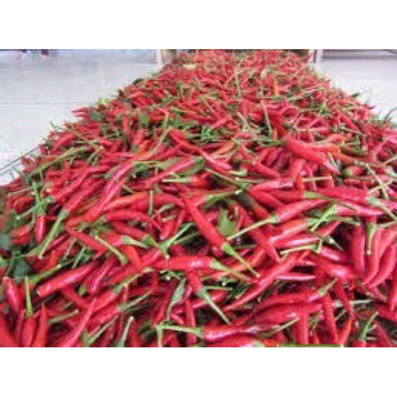 10ต้น=30บาท ต้นกล้าพริกจินดา ปลูกง่าย ลูกดก ทนร้อน Bird Chilli Baby Plant pack 10