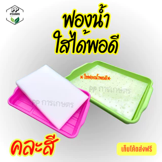 ถาดเพาะต้นกล้า ถาดเพาะผักไฮโดรโปนิกส์ ถาดเพาะเมล็ด ใส่ฟองน้ำได้พอดี (*คละสี*)