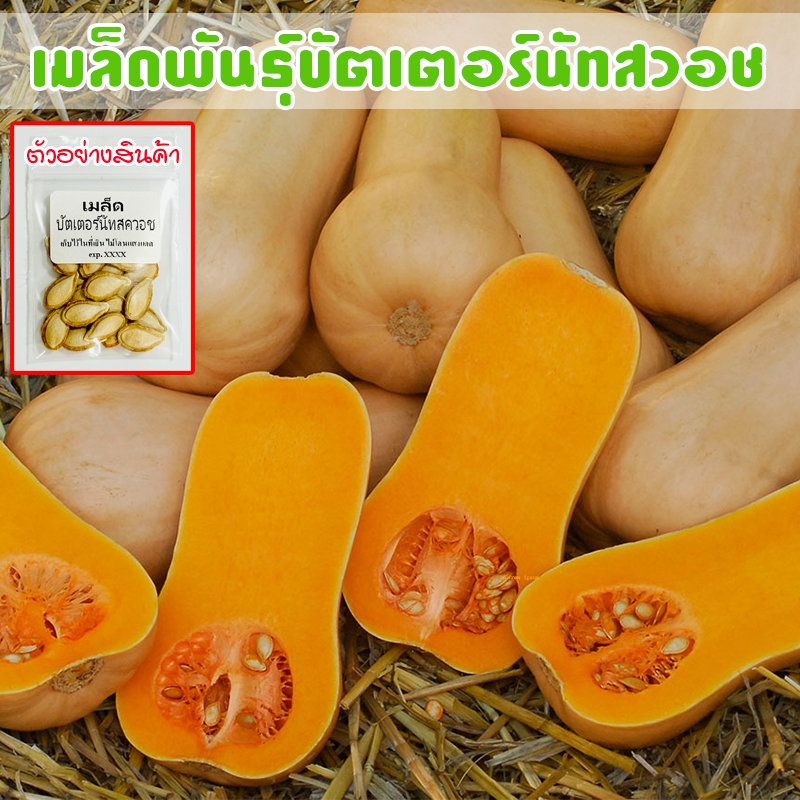 บัตเตอร์นัทสควอช ฟักทอง Butternut Squash เมล็ดพันธุ์ ปลูกง่าย โตเร็ว ผลผลิตสูง [ซื้อ 10 แถม 1 คละได้]