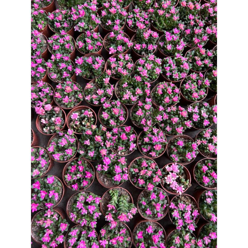 ต้น“ลูกชุบ” ไม้อวบน้ำ แคคตัส สีชมพูน่ารัก ดอกเล็ก ตะมุตะมิ 🌸🌸