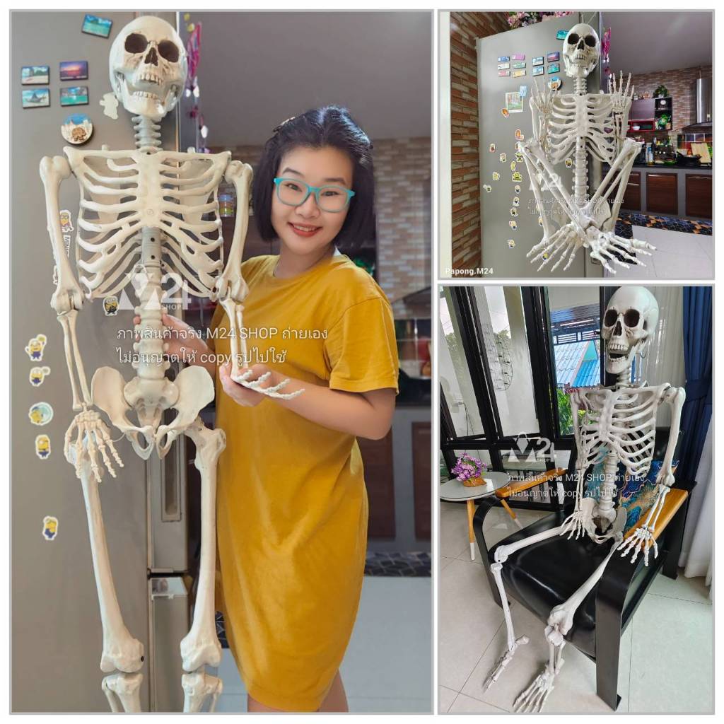(1 ตัว) 170 ซ.ม. หุ่นโครงกระดูก เสมือนจริง หุ่นผี เพื่อการศึกษา ประดับตกแต่ง ฮาโลวีน halloween M24