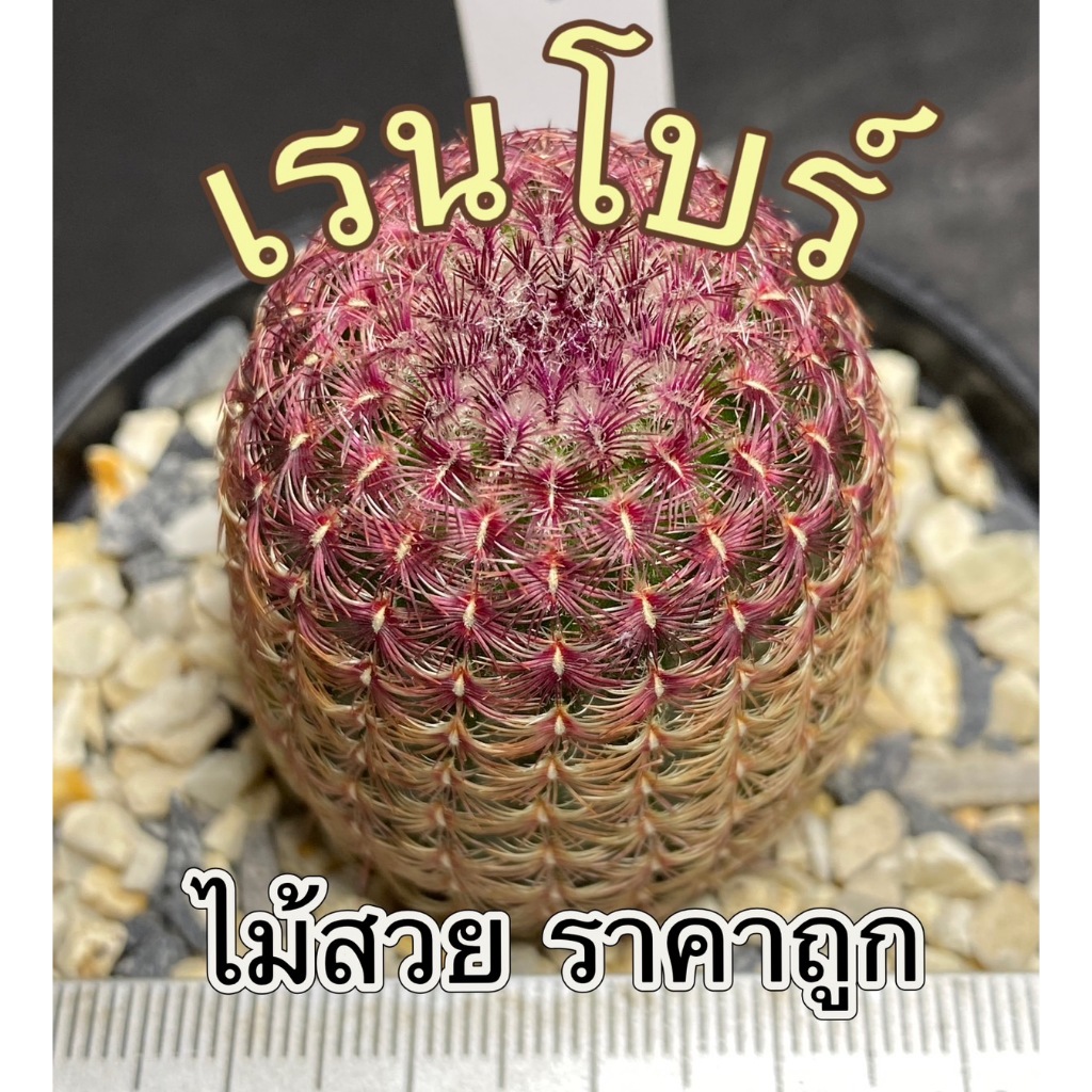 เรนโบว์ Echinocereus Pectinatus Rubispinus แคคตัส กระบองเพชร cactus&succulent ( C1 )