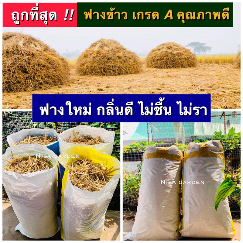 ฟาง ฟางข้าว 1 กิโลกรัม (ล็อตใหม่ ปี 2568) ไม่ชื้น ไม่รา